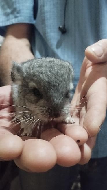 купить экзотических животных: Шиншиллы цена 4500сом торг уместен - Пушистый малыши с крупными — 2