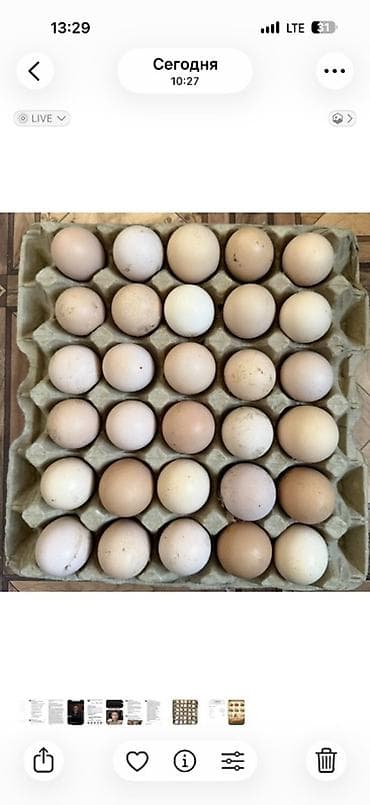 молоко осла: Тоджоны. Инкубационные яица продаю по частичной предоплате и заранее — 1