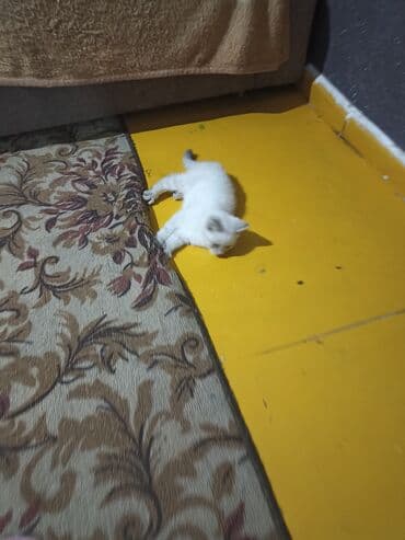 отдам в добрые руки котенка: Котята . отдам в хорошие руки. - На фото — помет из трёх котят: два — 7