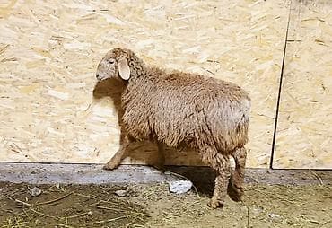 продаю барана: Продаю | Овца (самка), Ягненок | Гиссарская, Арашан | Для разведения | Ярка — 3