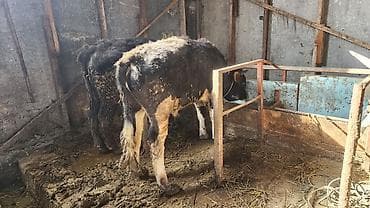 мал сатам: Сатам | Бука (эркек) | Аргын | Бордоп семиртүү үчүн | Байланган — 3