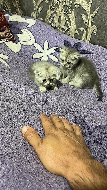 шотландская прямоухая цена: Шотландские котята, серебристо‑серые, плюшёвая шерсть. Ушки у части — 7