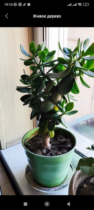 продаю в связи переездом: Живое дерево — 1