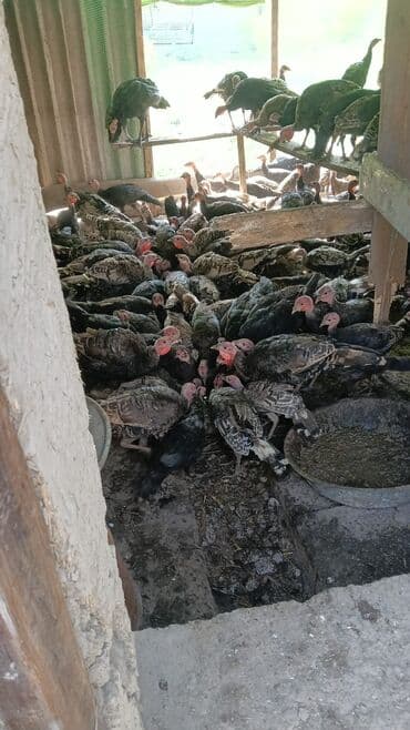 собака долматинец: Продаю | Индюшата | На забой | Племенные — 1