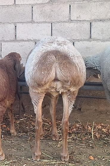 Айыл-чарба жаныбарлары: Сатам | Ургаачы кой (ургаачы) | Арашан — 4