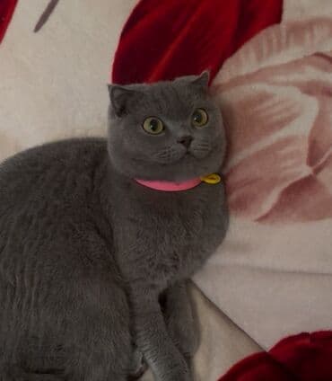 наполнители для кошек: Котята скоттиш-фолд. возраст 1,5 месяца. 3 мальчика, 1 девочка. к — 7