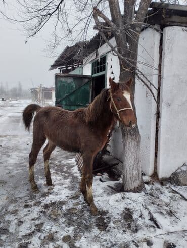Услуги ветеринара: Продаю | Жеребенок | Полукровка | Рабочий | Племенные — 10