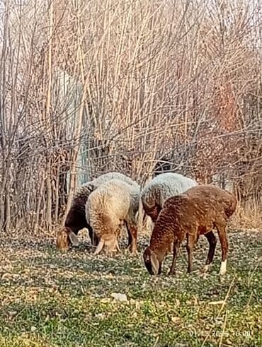 корм для домашних животных: Продаю | Овца (самка) | Арашан | Для разведения | Племенные — 3