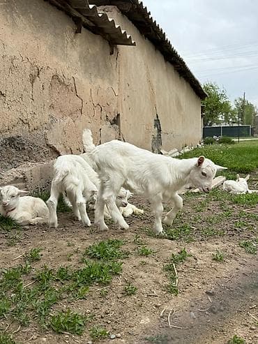 куплю козла: Продаю | Козёл (самец) — 7