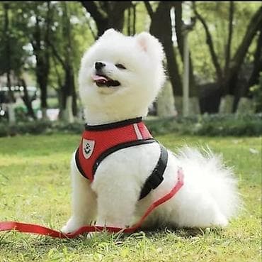 еж: Широкие шлейки с поводком для собак и кошек. Качество отличное — 7