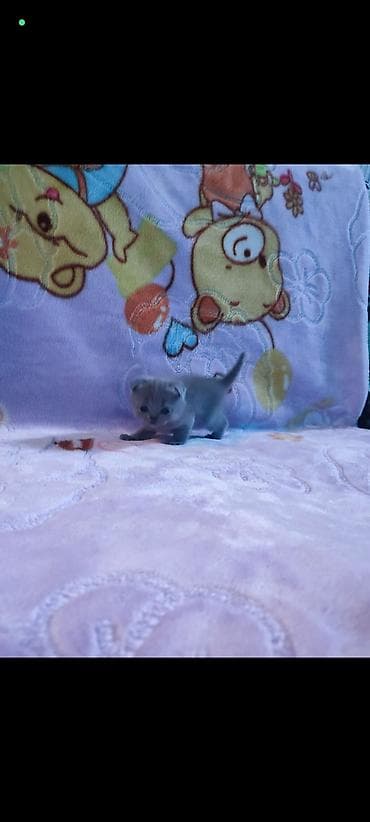 Продажа кошек: Открыто бронирование на котят шотландской породы лилового и голубого — 8