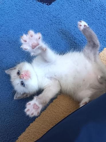 черные котята купить: Кошка даром: Беспородная, 2 месяца, Мальчик, Приучена к лотку — 6