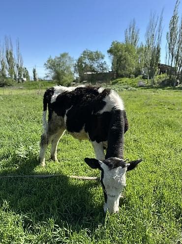 алабай самка: Продаю | Бык (самец) | Голштин | На откорм — 3