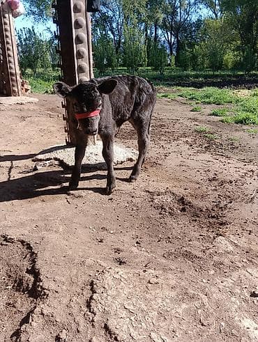 малочный каровы: Продаю | Корова (самка) | Для разведения | Привязанные — 4