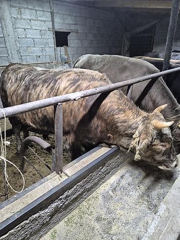 живые рыбки: Продаю | Бык (самец) | Полукровка | На откорм | Привязанные — 3