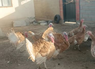 индю: Продаю | Индюк (самец) | Бройлерная | Для разведения | Племенные — 2