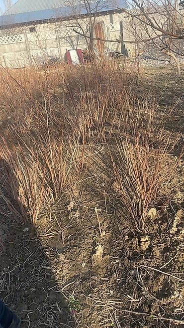 Уруктар жана көчөттөр: Саженцы малины (корневые отпрыски/делёнки) - Высота побегов на фото — 1