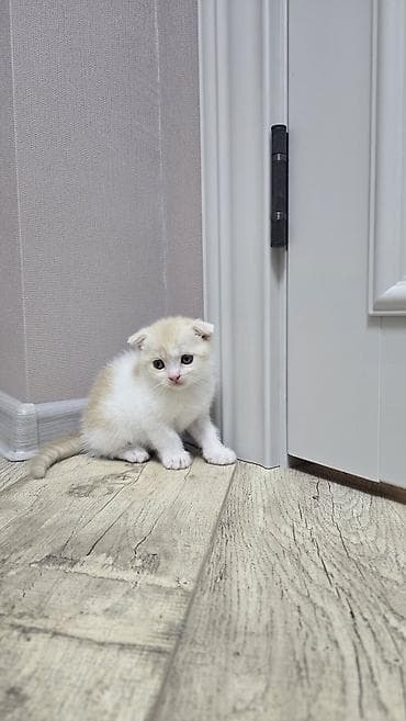 котята фолд: Скотиш Фолд (Шотландская вислоухая), 1 месяц, Мальчик, Голубой, Приучена к лотку — 9