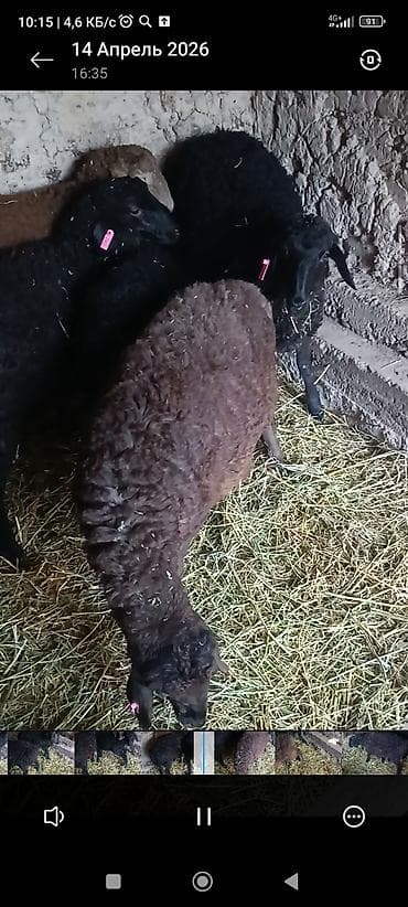 рыба мальки: Продаю | Ягненок | Для разведения — 2