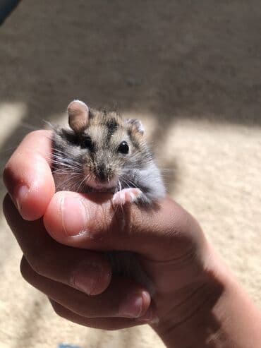 животные для дома: Продаю хомяков джунгарских, остались последние две штуки, мальчик и — 2
