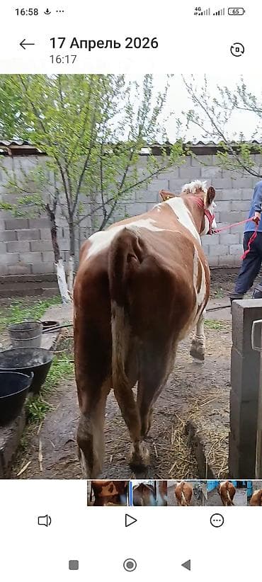 ручной доильный аппарат: Продаю | Корова (самка) | Симментальская | Для молока — 3