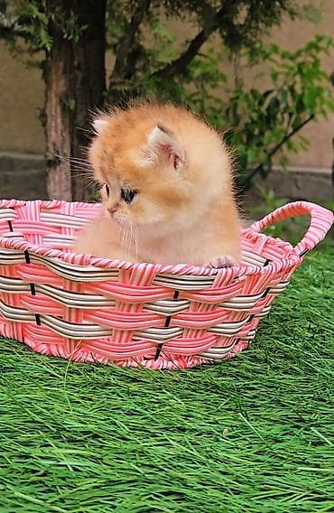 миниатюрные кошки: Шотландские котята от красивой пары. Scottish fold и straight — 3
