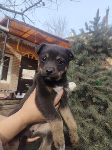 Вязка собак: Щенки метисы, помёт из нескольких малышей. Компактные, с крепкими — 10