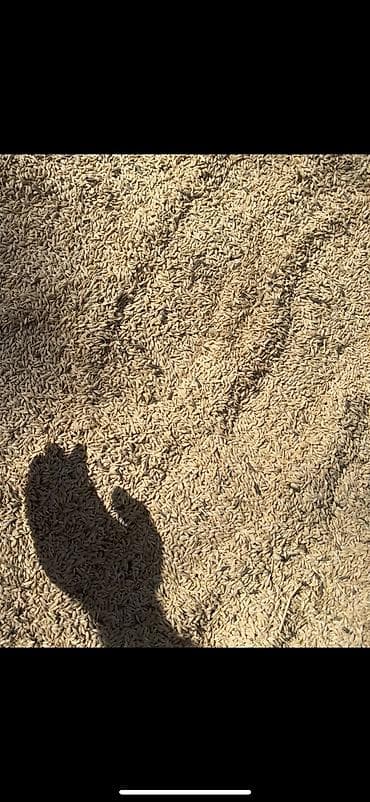 московская карпинка: Ячмень семенник посевной Сорт Владлэн вторая репродукция Крупное — 2