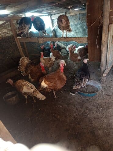 сколько стоит собака породы доберман: Сатам | Ургаачы күрп (ургаачы) | Көбөйтүү үчүн | Асыл тукумдуу — 1