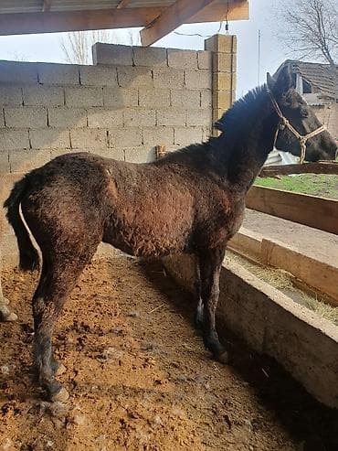 Коровы, быки: Продаю | Жеребец — 5