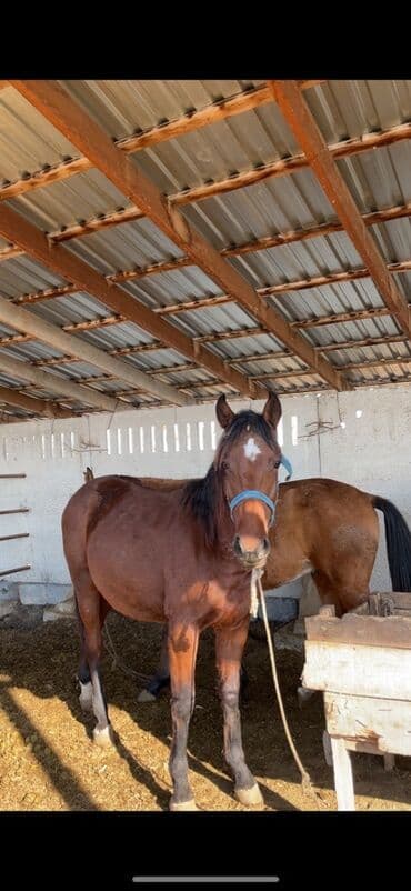 Рыбы: Продаю | Конь (самец), Жеребец | Полукровка | На забой, Рабочий, Конный спорт | Осеменитель — 3