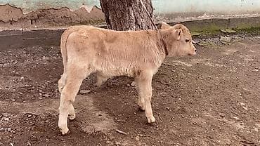 бык самец: Продаю | Бык (самец), Тёлка | На откорм | Привязанные — 4