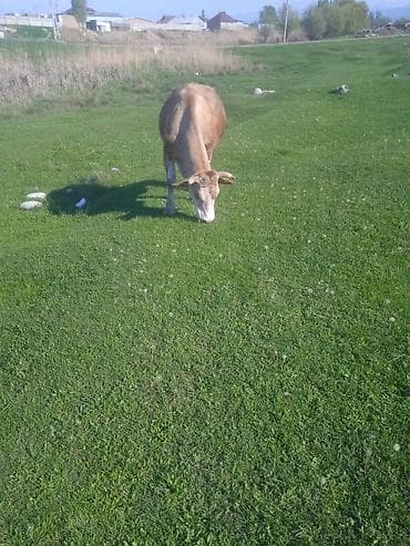 симментал уйлар: Продаю | Корова (самка) | Для молока — 2