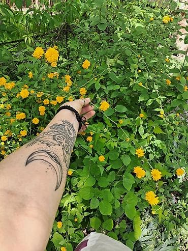 Многолетние садовые растения (делёнки/корневища) для тенистых и — 9