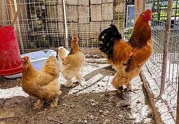 Продаю | Цыплята | Брама | На забой