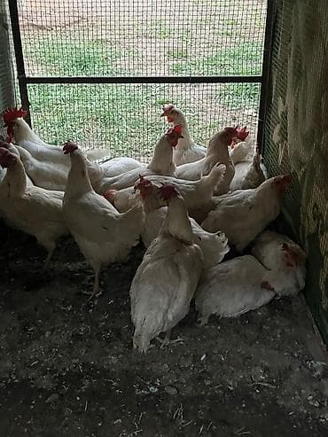 корозия: Продаю | Куры | Леггорн | Несушки — 2