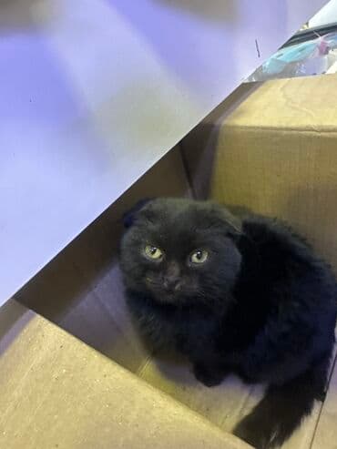 дом для котов: Пушистый чёрный котёнок с мягкой густой шерстью и компактными ушками — 1