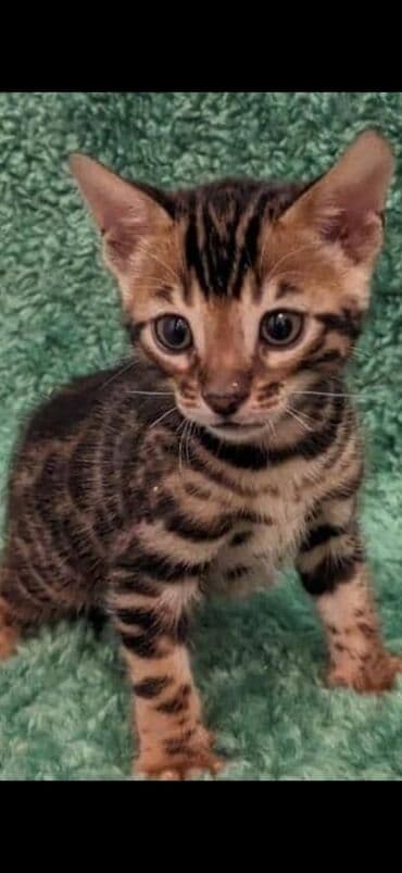 сколько стоит котенок британской золотой шиншиллы: Друзья. !!!.в питомнике Бен Гла Мур. долгожданные новые детки — 11