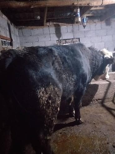 уй сатып алам: Продаю | Бык (самец) | Ангус, Герефорд | На откорм | Привязанные — 2