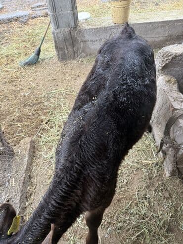 купить калифорнийского червя: Продаю | Музоо, торпок | На откорм | Искусственник — 5