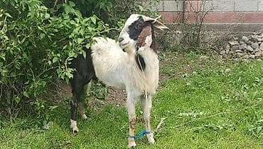 сушь для пчел купить: Продаю | Козёл (самец) | Для разведения | Племенные — 3