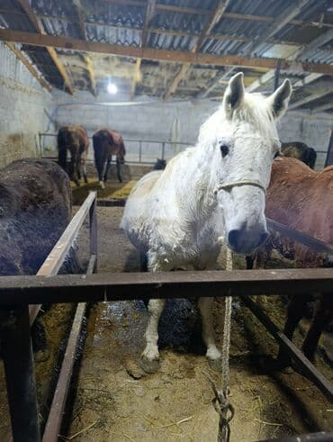 Продаю | Кобыла (самка) | На забой