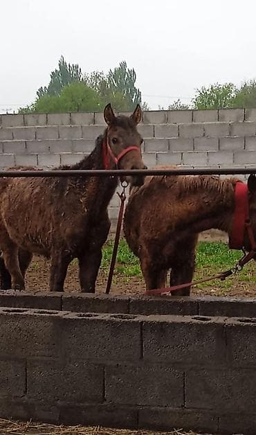 улья для пчел: Продаю | Кобыла (самка) | Полукровка | Рабочий — 1
