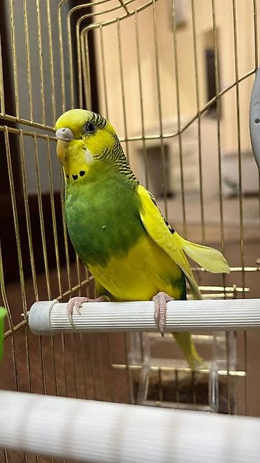 салкын бешик: Волнистые попугаи с клеткой и аксессуарами. Состав набора: - 2 — 1