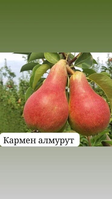 продукты для суши оптом: Саженцы плодовых деревьев. Алмурут көчөттөрүнө заказ алып жатабыз! 📅 — 6