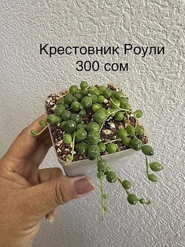 Алоказии: Укорененные черенки/отростки. Адрес 8 мкр — 4