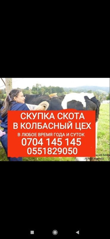 продажа щенков немецкой овчарки с документами в бишкеке: Куплю | Коровы, быки, Лошади, кони, Другие с/х животные | Круглосуточно, Любое состояние, Забитый — 1