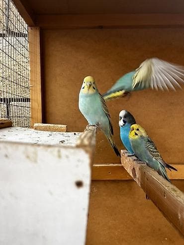 волнистые попугай: Волнистые попугаи (budgerigar) различных окрасов. Описание: - — 5