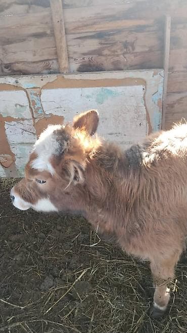 Корма для с/х животных: Продаю | Тёлка, Музоо, торпок | Полукровка | На откорм — 1