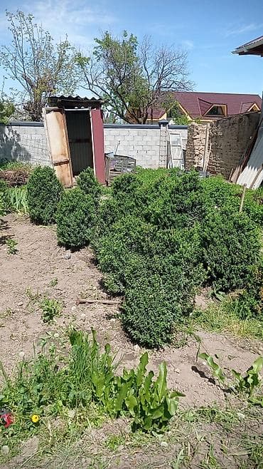 Самшит: Самшит (Buxus sempervirens) — крупномерные сформированные кусты для — 4